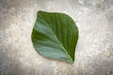 Green leaves on cement floorの写真素材