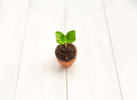 Young plant with space on wood backgroundの写真素材