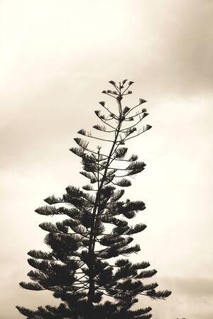 Dark pine tree and cloudy skyの写真素材