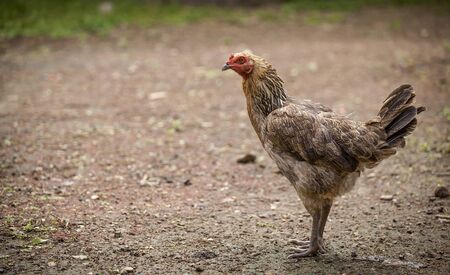 Portrait Thai hen staring with space on backgroundの写真素材