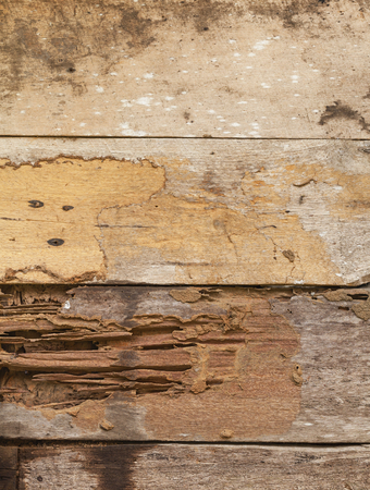 Termite damage to wooden wallの写真素材
