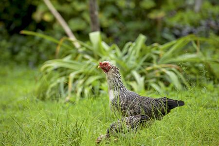 Thai hen in the green fieldの写真素材