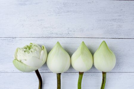 Closeup white lotus flower backgroundの写真素材