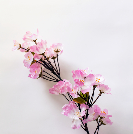 Pink Sakura flower on white backgroundの写真素材