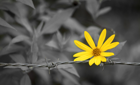 Yellow daisy flower on vintage black tone backgroundの写真素材