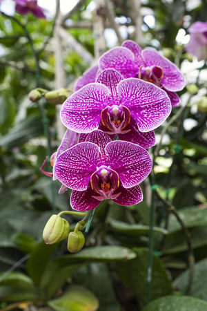 Beautiful fresh Phalaenopsis Orchid in the green gardenの写真素材