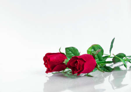 Closeup red rose on white backgroundの写真素材