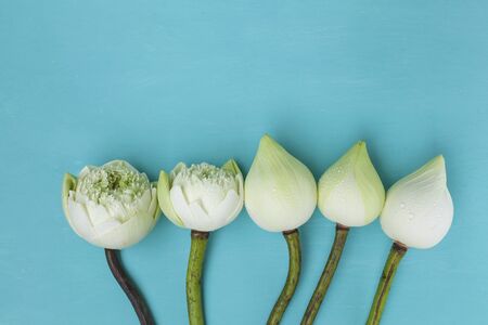 Fresh white lotus flower on blue backgroundの写真素材