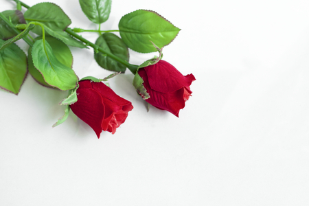 Red rose on white backgroundの写真素材