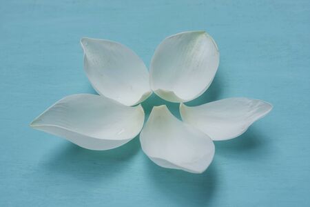 White lotus flower on blue backgroundの写真素材