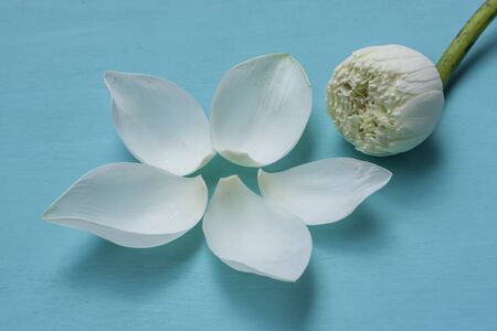 Closeup white lotus leaves on blue backgroundの写真素材