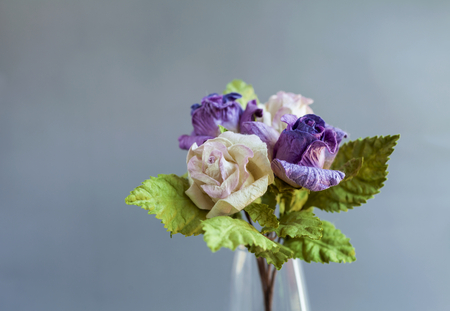 White and purple roses with space on grey backgroundの写真素材
