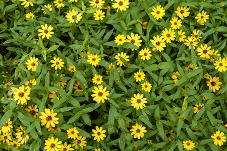 Yellow flower garden, natural backgroundの写真素材
