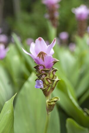 Beautiful fresh purple flower with nature green backgroundの写真素材