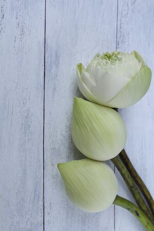 Lotus flower on the white wooden backgroundの写真素材