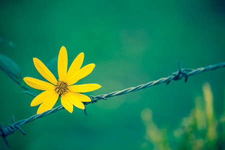 Wire fence and yellow flowerの写真素材