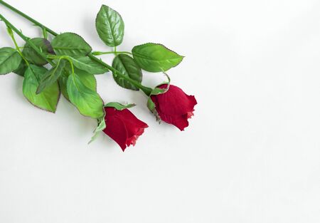 Two red roses on white backgroundの写真素材