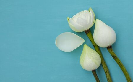 Beautiful fresh white lotus flower with space on blue backgroundの写真素材