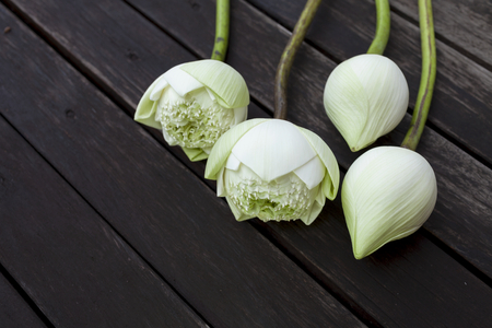 White lotus flower with space on dark wooden floorの写真素材