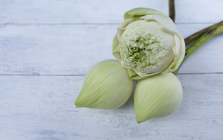Closeup white and green lotus on white wood tableの写真素材