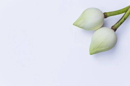 Fresh white lotus on white backgroundの写真素材