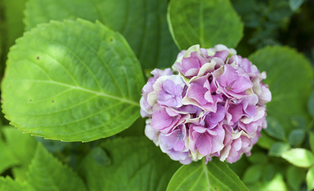 Pink Hydrangea with green background, selective focusの写真素材
