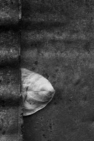 Abstract background of dry leaf hiding in the old wall black and white toneの写真素材
