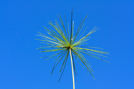 Green flower on blue sky in summer sunny dayの写真素材
