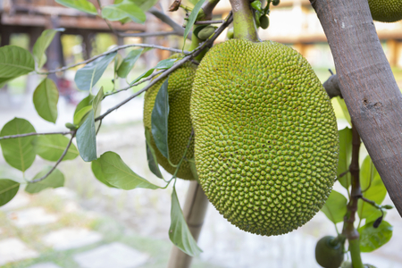 Green jackfruit on the treeの写真素材