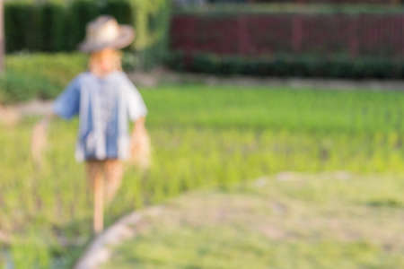 Abstract background of blur rice fieldの写真素材