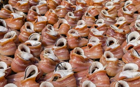 Sun-dried fish at the market in Thailandの写真素材