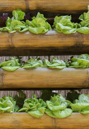 Growing lettuce in bamboo containerの写真素材