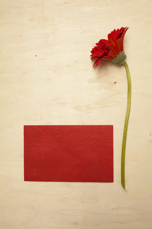 Red daisy with red card on wood backgroundの写真素材