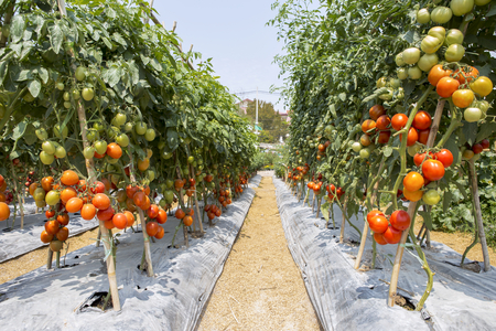 Tomato farm in summer in Thailandの写真素材