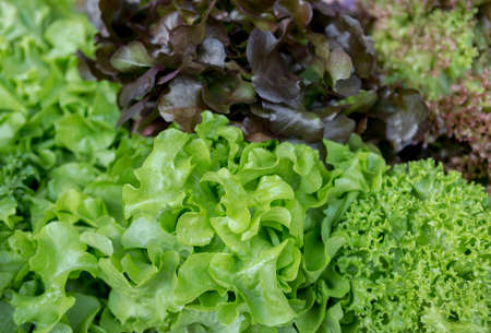 Green and red fresh lettuce backgroundの写真素材