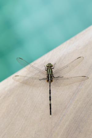 Beautiful green dragonfly on swimming pool edgeの写真素材