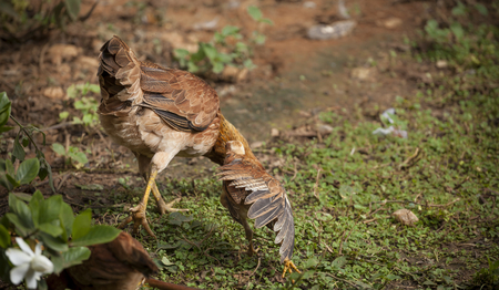Animal life in nature, Chicken in the gardenの写真素材