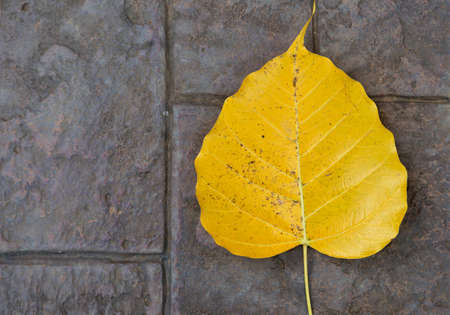 Yellow boh leaf on stone floor texture backgroundの写真素材