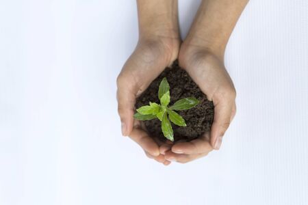 Girl holding young green plant from top view on white backgroundの写真素材