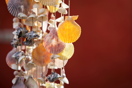 Sea shell with the evening light on red background