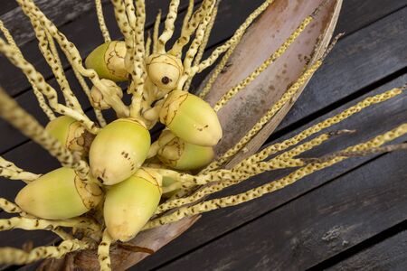 Closeup fresh young yellow coconutの写真素材