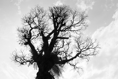 Abstract black and white tone dry treeの写真素材