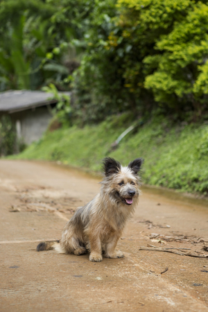 Dog on the road with nature background in Thailandの写真素材