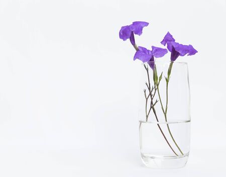 Purple flower in clear glass with space on white backgroundの写真素材