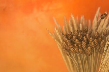 Dry flower on orange wall background, vintage filterの写真素材