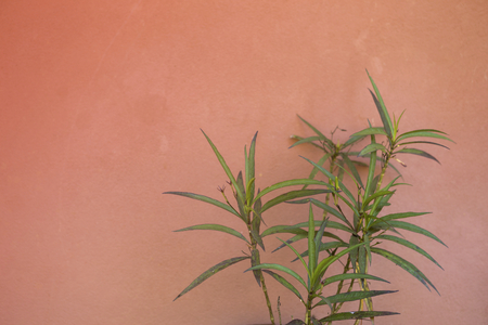 Green plant on red cement wall backgroundの写真素材