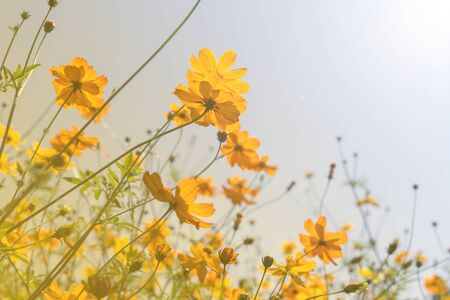 Yellow Cosmos flower garden in sunny day, vintage warm tone filterの写真素材