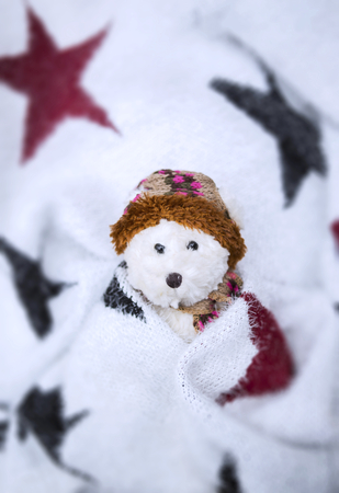 Winter concept, teddy bear and star blanketの写真素材
