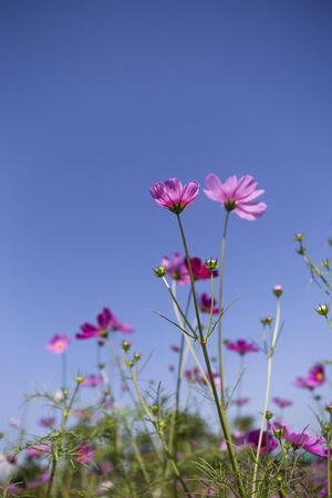 Summer cosmos flower garden, outdoor day lightの写真素材