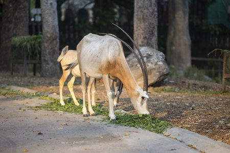 Gemsbok antelope (Oryx gazella) eating green grass, Zoo in Thailandの写真素材